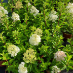 Hortenzia metlinatá (Hydrangea paniculata) ‘MAGICAL ANDES’ - výška 50-60 cm, kont. C3L